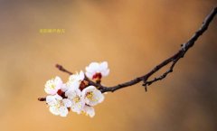 在這春暖花開的季節(jié)，歡迎你們加入知道網(wǎng)絡(luò)